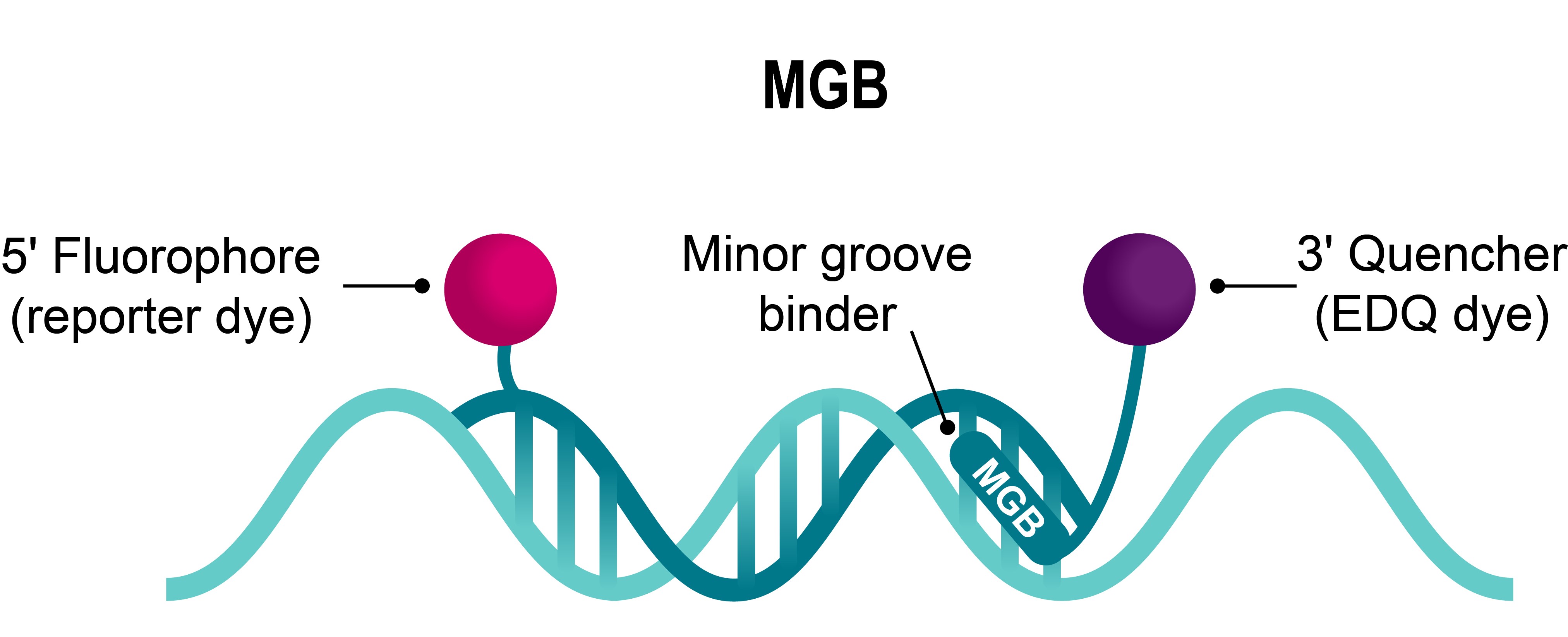 illustration of MGB probe