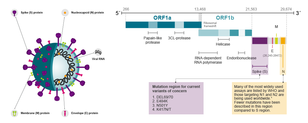 SARS-CoV-2 Variant Identification And Detection | LGC Biosearch ...