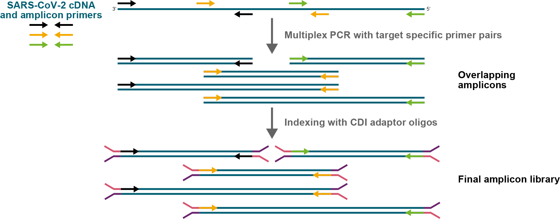 NxSeq SARS-CoV-2 Whole Genome Library Kit | LGC Biosearch Technologies