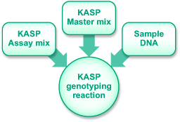 KASP technology