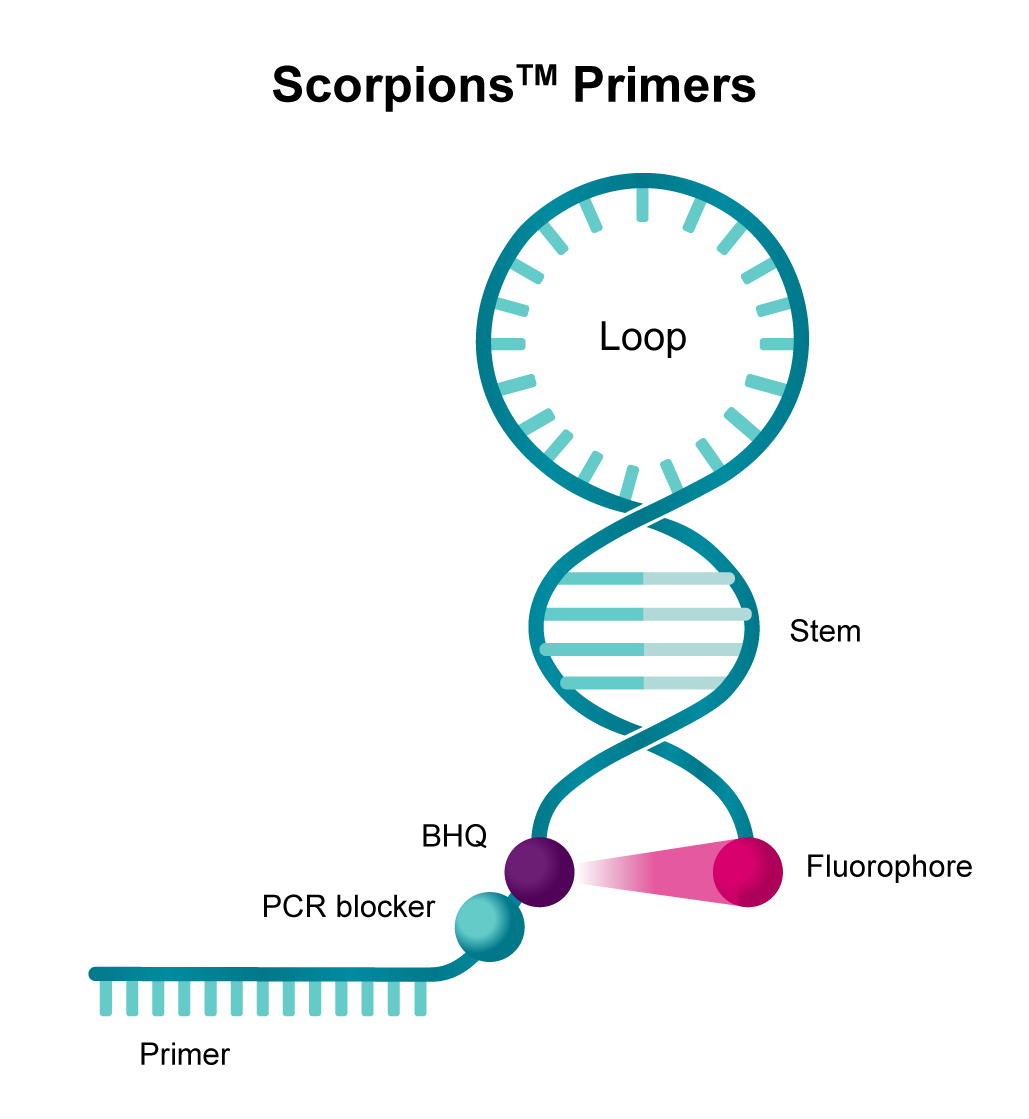 illustration of scorpions primers