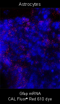 stellaris rna fish astrocyte gfap mrna